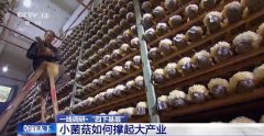 福建古田有本致富经 小蘑菇种出大产业